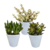 Crassula-Mix 8,5 cm – 3x – in witte pot