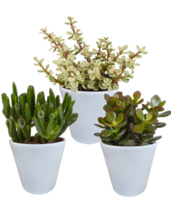 Crassula-Mix 8,5 cm – 3x – in witte pot