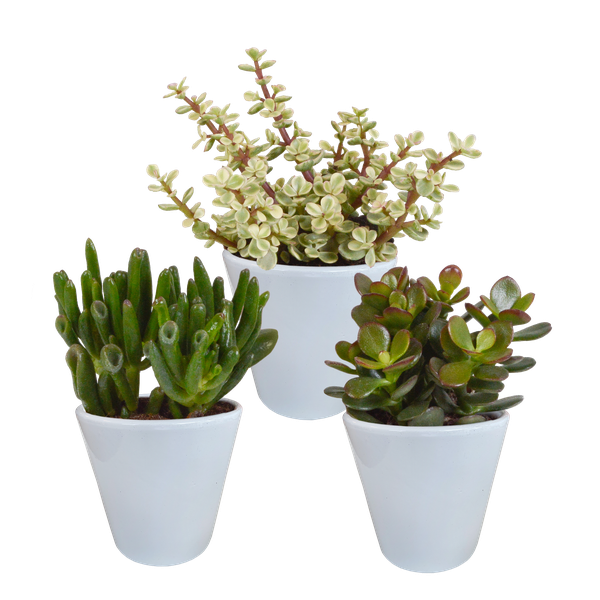 Crassula-Mix 8,5 cm – 3x – in witte pot