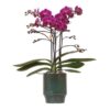 Kolibri Orchids | Lila Phalaenopsis Orchidee – Morelia Classy grün- Topfgröße Ø9cm | blühende Zimmerpflanze – frisch vom Züchter