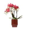 Kolibri Orchids | rote Phalaenopsis-Orchidee – Congo + Classy red- Topfgröße Ø9cm | blühende Zimmerpflanze – frisch vom Züchter