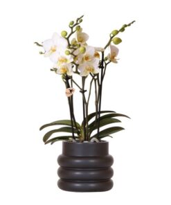 Kolibri Orchids | Weiße Phalaenopsis-Orchidee – Lausanne + Blumentopf schwarz- Topfgröße Ø9cm | blühende Zimmerpflanze – frisch vom Züchter