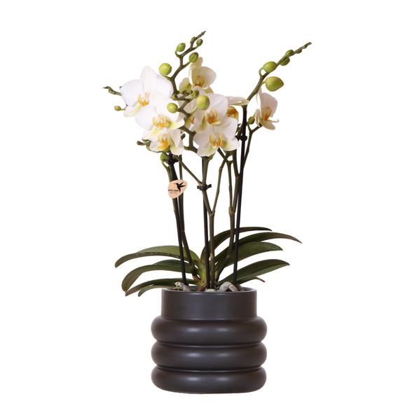 Kolibri Orchids | Weiße Phalaenopsis-Orchidee – Lausanne + Blumentopf schwarz- Topfgröße Ø9cm | blühende Zimmerpflanze – frisch vom Züchter