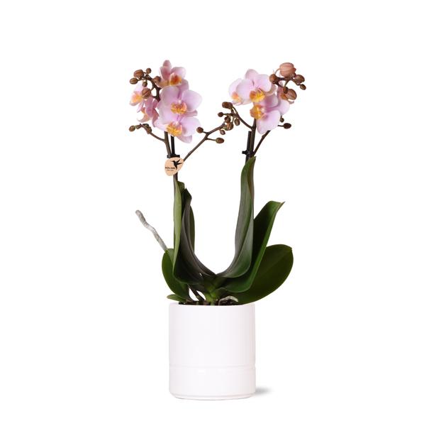 Kolibri Orchids | Rosa Phalaenopsis Orchidee – Andorra + Pastelltopf weiß – Topfgröße Ø9cm | blühende Zimmerpflanze – frisch vom Züchter