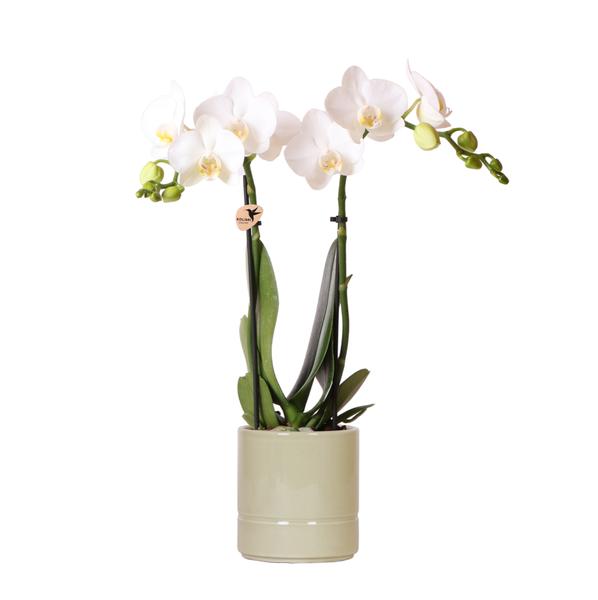 Kolibri Orchids | weiße Phalaenopsis Orchidee – Amabilis + Pastelltopf grün- Topfgröße Ø9cm | blühende Zimmerpflanze – frisch vom Züchter