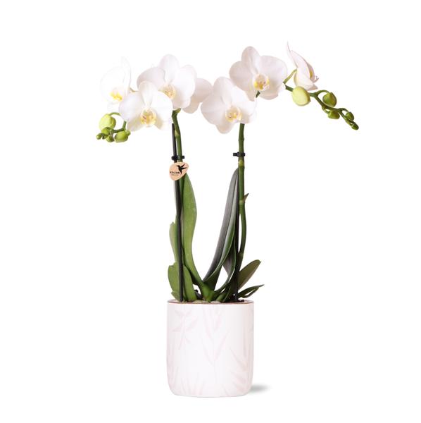 Kolibri Orchids | weiße Phalaenopsis-Orchidee – Amabilis + Blumentopf rosa – Topfgröße Ø9cm | blühende Zimmerpflanze – frisch vom Züchter