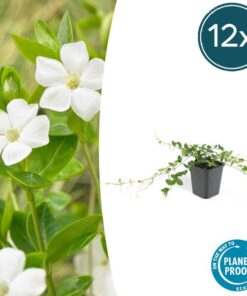 6x Vinca minor ‚Alba‘ – ↕10-25cm – Ø9cm – 12x