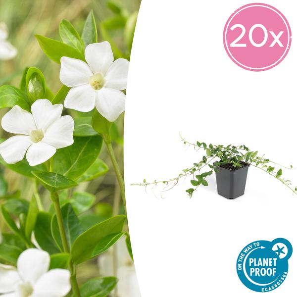 6x Vinca minor ‚Alba‘ – ↕10-25cm – Ø9cm – 20x