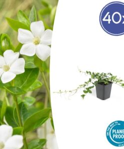 6x Vinca minor ‚Alba‘ – ↕10-25cm – Ø9cm – 40x