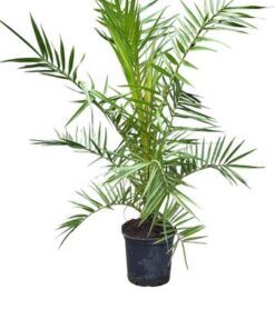 Phoenix Canariensis – Canarische Dadelpalm hoogte 1 m /1.20m