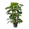 Schefflera Amate – 220 cm – Ø48cm