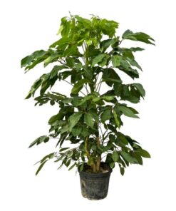 Schefflera Amate – 220 cm – Ø48cm