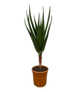 Aloe Barberae – ↕140 cm – Ø 30 cm