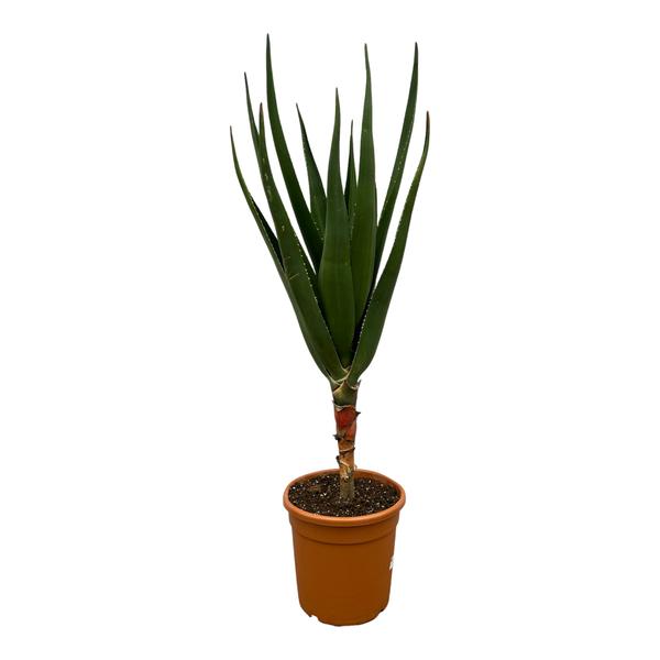 Aloe Barberae – ↕140 cm – Ø 30 cm