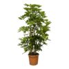 Schefflera Luseana – 140 cm – Ø30cm