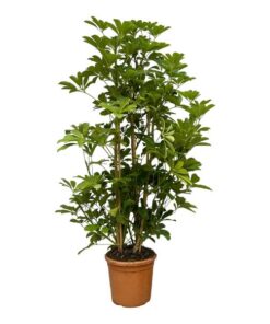 Schefflera Luseana – 140 cm – Ø30cm