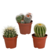 Bolcactus-Mischung 8,5 cm – zonder pot