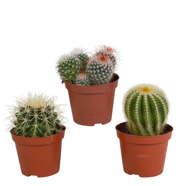 Bolcactus-Mischung 8,5 cm – zonder pot