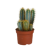 Pilosocereus azureus – 12cm – zonder pot