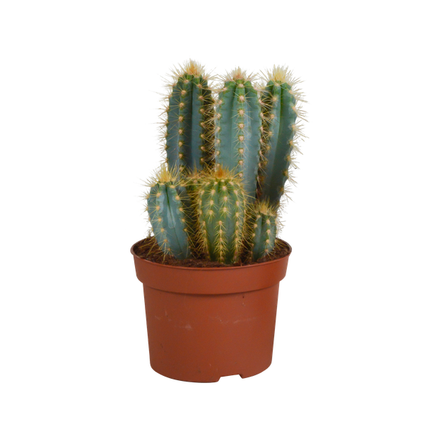 Pilosocereus azureus – 12cm – zonder pot