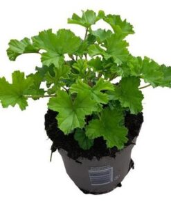 Pelargonium ‚Nova‘ Anti-Mosquito – Ø10,5cm – ↕20cm