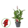 Canna Kreta – Ø17 cm – ↕75 cm