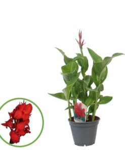 Canna Kreta – Ø17 cm – ↕75 cm