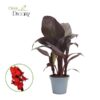 Indisches Blumenrohr – Canna Red Velvet – Ø17 cm – ↕50 cm