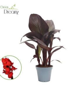 Indisches Blumenrohr – Canna Red Velvet – Ø17 cm – ↕50 cm