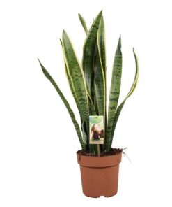 Sansevieria Laurentii – Ø21cm – ↕75cm