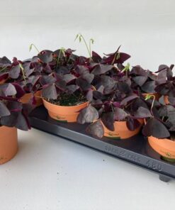 Oxalis Triangularis Look And Taste – Ø12cm – ↕20cm