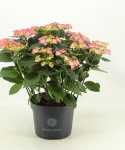 Hydrangea Tiffany (Hortensia) – Ø23cm – ↕50cm