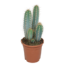 Pilosocereus azureus – 17cm – zonder pot