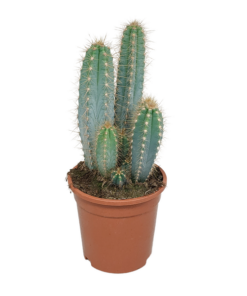 Pilosocereus azureus – 17cm – zonder pot