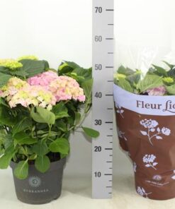 Hydrangea Hi River Pink (Hortensia) – Ø23cm – ↕45cm