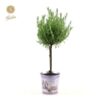 Lavandula St. ‚Anouk’® Collection Stem P15 In Zinc Lavender – Ø17cm – ↕50cm