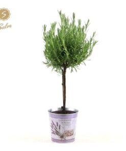 Lavandula St. ‚Anouk’® Collection Stem P15 In Zinc Lavender – Ø17cm – ↕50cm