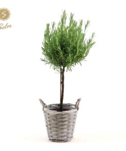 Lavandula St. ‚Anouk’® Collection Stem P15 In Basket – Ø17cm – ↕50cm