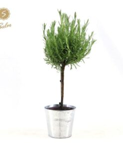 Lavandula St. ‚Anouk’® Collection Stem P15 In Zinc Old-Look – Ø17cm – ↕50cm