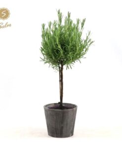 Lavandula St. ‚Anouk’® Collection Stem P15 In Wood – Ø17cm – ↕50cm