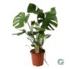 Monstera Deliciosa P21 – Ø21cm – ↕60cm