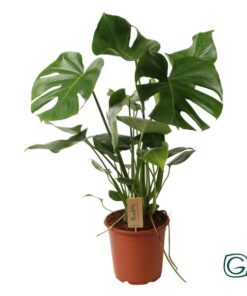 Monstera Deliciosa P21 – Ø21cm – ↕60cm