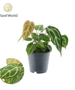 Anthurium Chrystallinum P12 – Ø 12 cm – ↕35 cm