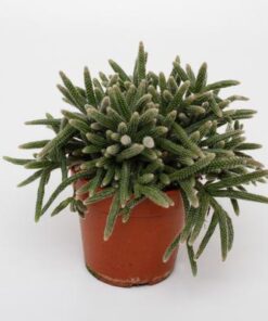 Rhipsalis Baccifera Horrida – Ø12cm – ↕15cm