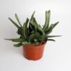 Gasteria Littele Worthy – Ø17cm – ↕30cm