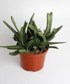 Gasteria Littele Worthy – Ø17cm – ↕30cm