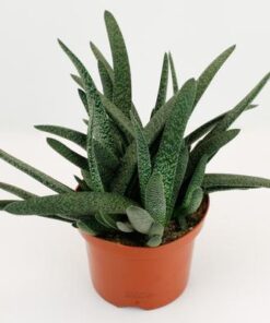 Gasteria Minor – Ø17cm – ↕20cm