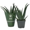 Aloe MEDIVERA® Equator – Ø 14 cm – ↕30 cm