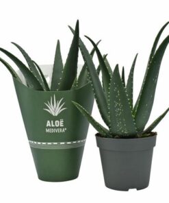 Aloe MEDIVERA® Equator – Ø 14 cm – ↕30 cm