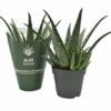 Aloe MEDIVERA® Tropical – Ø 14 cm – ↕30 cm